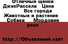 Отличные щенки ДжекРассела › Цена ­ 50 000 - Все города Животные и растения » Собаки   . Мордовия респ.